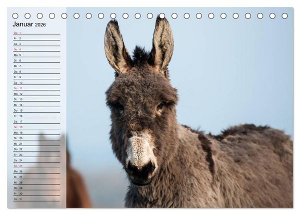 Produktbild: Esel. H&uuml;bsch, klug und flei&szlig;ig (Tischkalender 2026 DIN A5 quer), CALVENDO Monatskalender