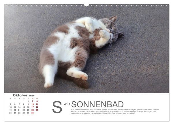 Produktbild: Katzen ABC (Wandkalender 2026 DIN A2 quer), CALVENDO Monatskalender