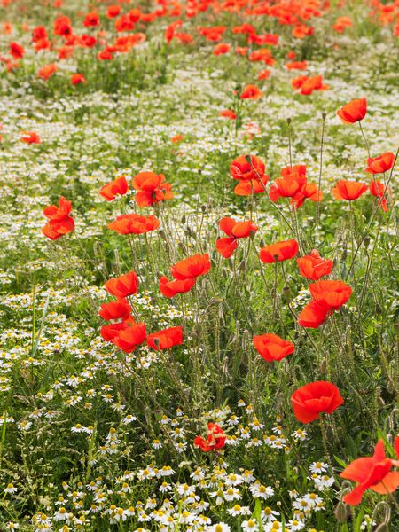 Produktbild: CALVENDO Puzzle Traumhafte Mohnblumen und Kamillebl&uuml;ten | 1000 Teile Lege-Gr&ouml;&szlig;e 64x48cm Foto-Puzzle f&uuml;r gl&uuml;ckliche Stunden