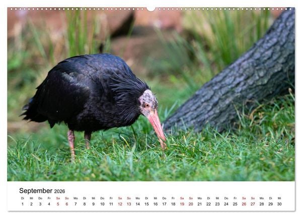 Produktbild: Der Waldrapp - Ein skurriler Vogel (Wandkalender 2026 DIN A2 quer), CALVENDO Monatskalender