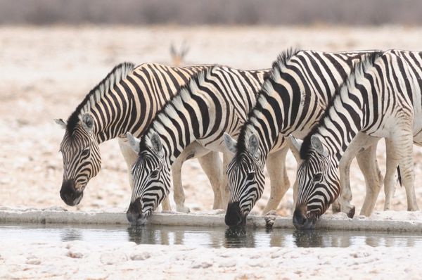 Produktbild: 100 Highlights Afrikas S&uuml;den
