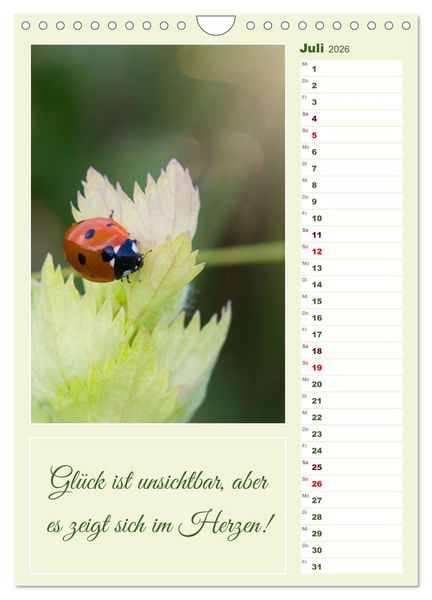 Produktbild: Marienk&auml;fer, Gl&uuml;cksbringer mit sieben Punkten (Wandkalender 2026 DIN A4 hoch), CALVENDO Monatskalender