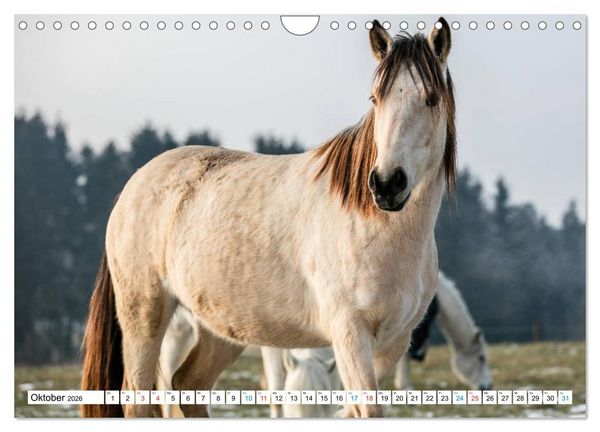 Produktbild: Durch das Jahr mit dem Connemara Pony Holly (Wandkalender 2026 DIN A4 quer), CALVENDO Monatskalender
