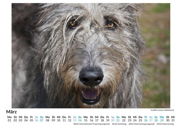 Produktbild: Irischer Wolfshund