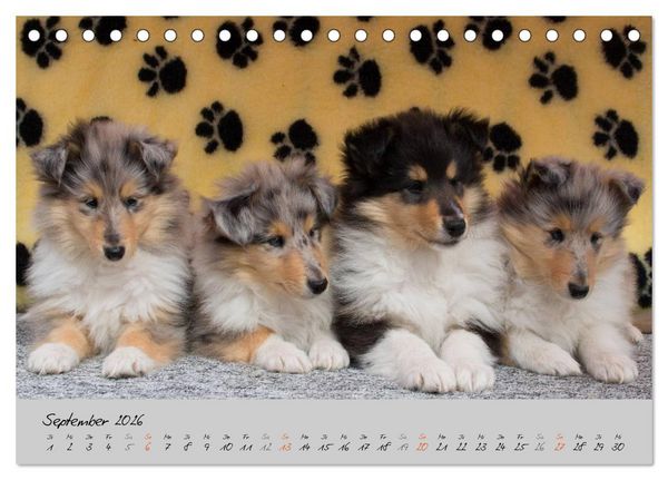Produktbild: Collie Welpen zum Verlieben (Tischkalender 2026 DIN A5 quer), CALVENDO Monatskalender