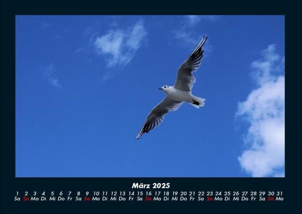 Produktbild: Welt der V&ouml;gel 2025 Fotokalender DIN A4