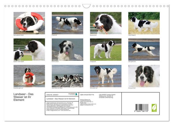 Produktbild: Landseer - Das Wasser ist ihr Element (Wandkalender 2026 DIN A3 quer), CALVENDO Monatskalender