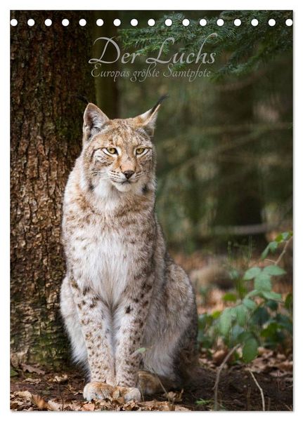 Produktbild: Der Luchs - Europas gr&ouml;&szlig;te Samtpfote (Tischkalender 2026 DIN A5 hoch), CALVENDO Monatskalender