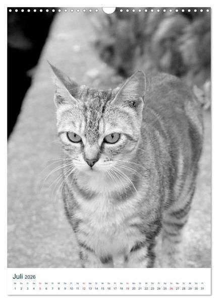 Produktbild: Wilde Katzen - Korsikas Samtpfoten (Wandkalender 2026 DIN A3 hoch), CALVENDO Monatskalender