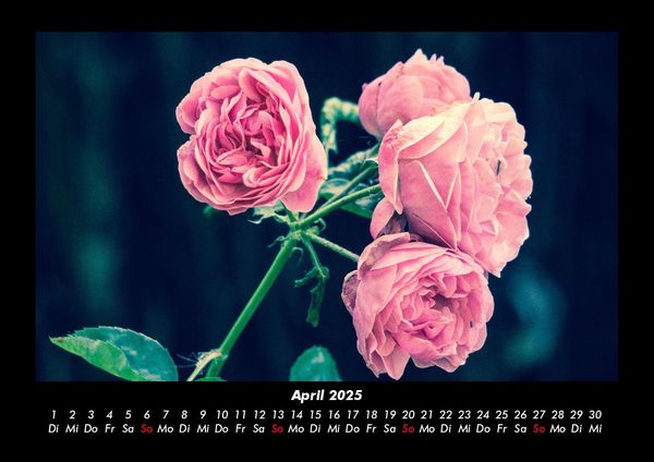 Produktbild: Rosen-Kalender 2025 Fotokalender DIN A3