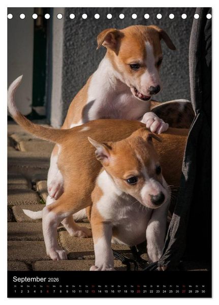 Produktbild: Windhundkinder (Tischkalender 2026 DIN A5 hoch), CALVENDO Monatskalender