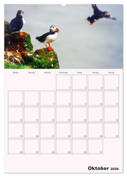 Produktbild: Papageitaucher Monatsplaner (hochwertiger Premium Wandkalender 2026 DIN A2 hoch), Kunstdruck in Hochglanz