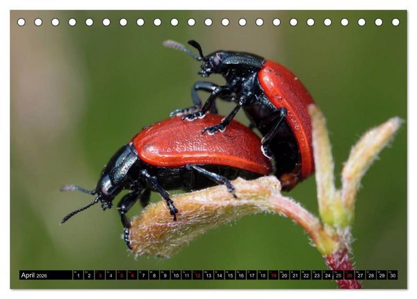 Produktbild: Insekten &bull; Bizarre Naturwunder (Tischkalender 2026 DIN A5 quer), CALVENDO Monatskalender