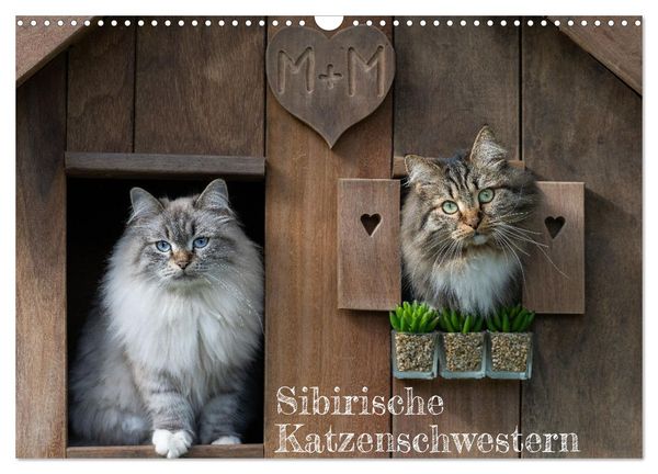Maui und Molokai - Sibirische Katzenschwestern (Wandkalender 2024 DIN A3 quer), CALVENDO Monatskalender