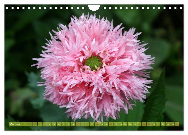 Produktbild: Mohn Tage (Wandkalender 2026 DIN A4 quer), CALVENDO Monatskalender