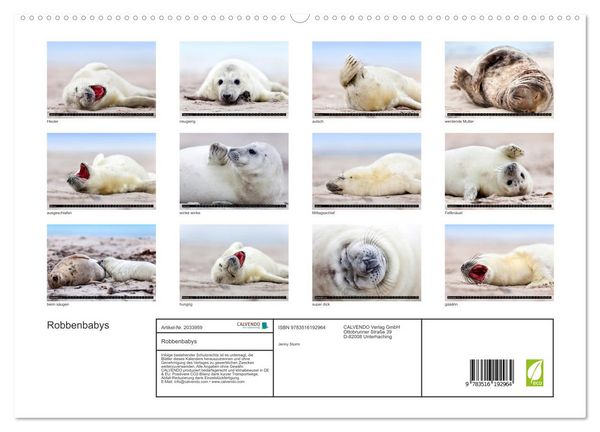 Produktbild: Robbenbabys (hochwertiger Premium Wandkalender 2026 DIN A2 quer), Kunstdruck in Hochglanz