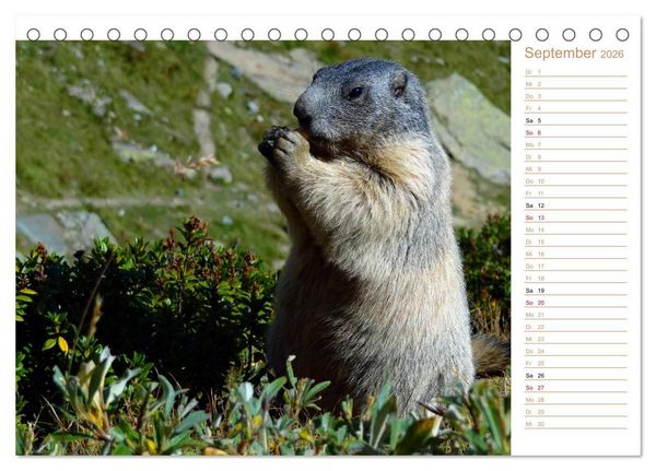 Produktbild: Wildlife - Verspielte Murmeltiere (Tischkalender 2026 DIN A5 quer), CALVENDO Monatskalender