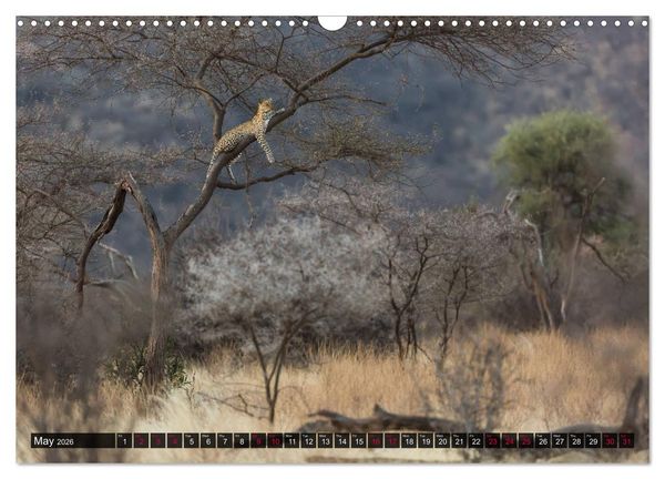 Produktbild: Leopards in the wild (Wall Calendar 2026 DIN A3 landscape), CALVENDO 12 Month Wall Calendar