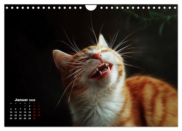 Produktbild: Auch Katzen lachen gern (Wandkalender 2026 DIN A4 quer), CALVENDO Monatskalender