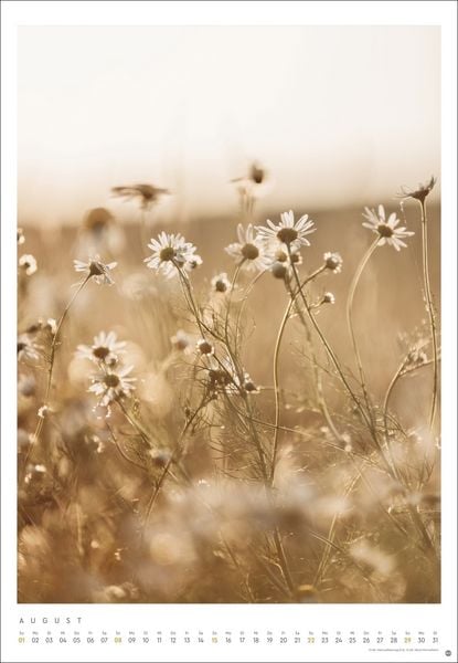 Produktbild: Mareike B&ouml;hmer: pure & simple Kalender 2027