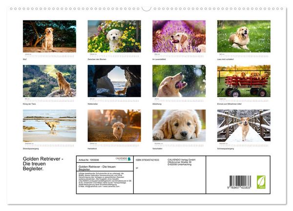Produktbild: Golden Retriever - Die treuen Begleiter. (hochwertiger Premium Wandkalender 2026 DIN A2 quer), Kunstdruck in Hochglanz