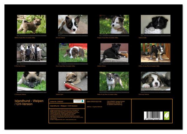 Produktbild: Islandhund - Welpen / CH-Version (hochwertiger Premium Wandkalender 2026 DIN A2 quer), Kunstdruck in Hochglanz