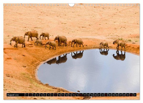 Produktbild: Magie des Augenblicks - Elefanten - Afrikas sanfte Riesen (Wandkalender 2026 DIN A3 quer), CALVENDO Monatskalender