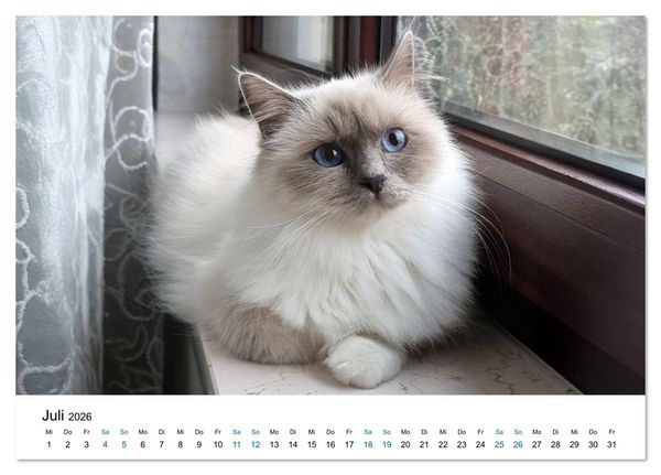 Produktbild: Heilige Birma Katzen - Eine Rasse mit traumhaft blauen Augen. (Tischkalender 2026 DIN A5 quer), CALVENDO Monatskalender