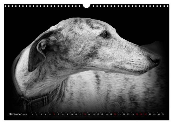 Produktbild: Galgo Espa&ntilde;ol - der spanische Windhund 2026 (Wandkalender 2026 DIN A3 quer), CALVENDO Monatskalender
