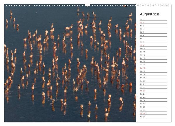 Produktbild: Flamingo Impressionen 2026 (Wandkalender 2026 DIN A2 quer), CALVENDO Monatskalender
