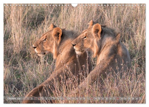 Produktbild: L&ouml;wen - Raubkatzen Afrikas (Wandkalender 2026 DIN A3 quer), CALVENDO Monatskalender