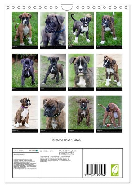 Produktbild: Deutsche Boxer Babys... (Wandkalender 2026 DIN A4 hoch), CALVENDO Monatskalender