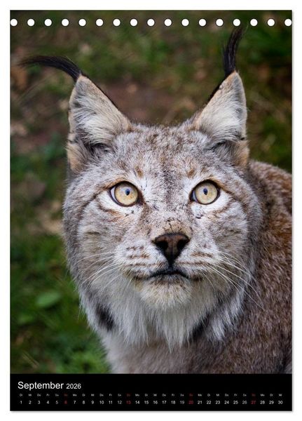 Produktbild: Der Luchs - Europas gr&ouml;&szlig;te Samtpfote (Tischkalender 2026 DIN A5 hoch), CALVENDO Monatskalender