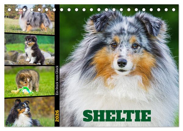 Produktbild: Sheltie - Ein St&uuml;ck vom Gl&uuml;ck (Tischkalender 2026 DIN A5 quer), CALVENDO Monatskalender