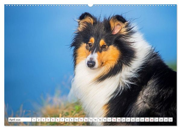 Produktbild: Der Collie - ein Hund f&uuml;rs Herz (hochwertiger Premium Wandkalender 2026 DIN A2 quer), Kunstdruck in Hochglanz