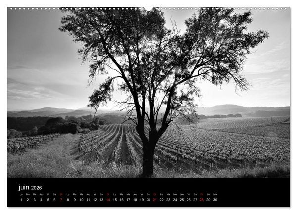 Produktbild: VIGNES DU SUD terroirs d'AOC (Calendrier mural 2026 DIN A2 vertical) calendrier de bureau