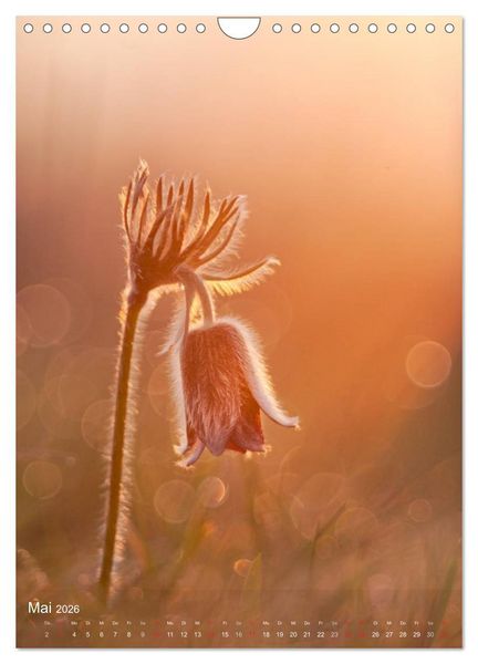 Produktbild: MakRomantik (Wandkalender 2026 DIN A4 hoch), CALVENDO Monatskalender