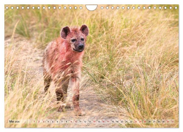 Produktbild: Faszination Afrika: T&uuml;pfel-Hy&auml;nen (Wandkalender 2026 DIN A4 quer), CALVENDO Monatskalender