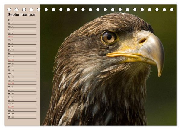 Produktbild: Der Steinadler. Majest&auml;tischer Greifvogel (Tischkalender 2026 DIN A5 quer), CALVENDO Monatskalender