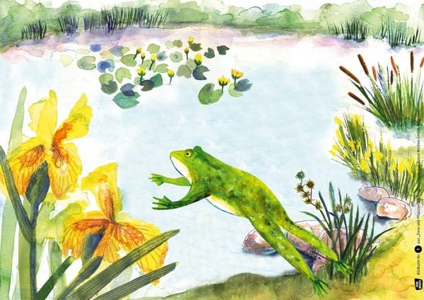 Produktbild: Tiere und Pflanzen am Teich. Kamishibai-Bildkartenset.