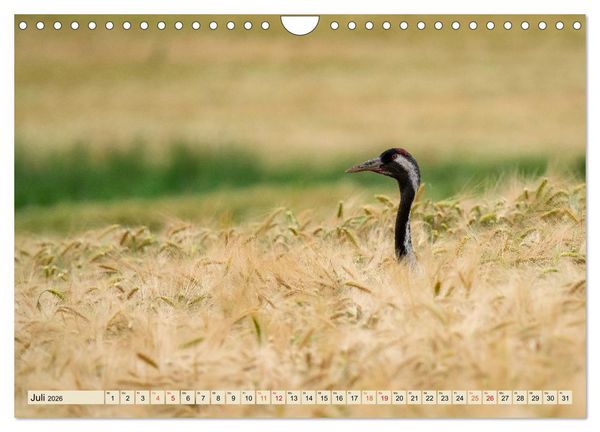 Produktbild: Unsere Vogelvielfalt: Ein Schatz zum Entdecken und Sch&uuml;tzen (Wandkalender 2026 DIN A4 quer), CALVENDO Monatskalender
