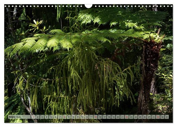 Produktbild: Prim&auml;rwald - Neuseeland (Wandkalender 2026 DIN A3 quer), CALVENDO Monatskalender
