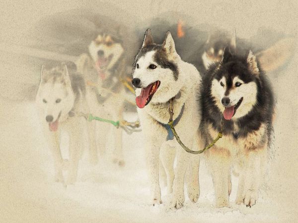 Produktbild: CALVENDO Puzzle Schlittenhunde | 1000 Teile Lege-Gr&ouml;&szlig;e 64x48cm Foto-Puzzle f&uuml;r gl&uuml;ckliche Stunden