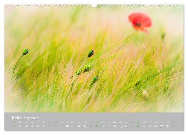 Produktbild: Poppy Love (High Quality Premium Wall Calendar 2026 DIN A2 landscape),CALVENDO 12 Month Wall Calendar