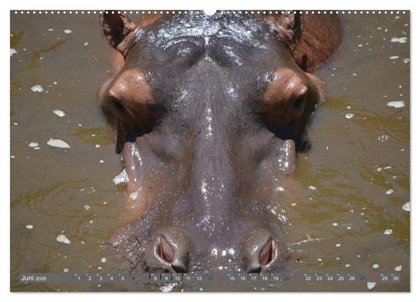 Produktbild: Nash&ouml;rner & Flusspferde (hochwertiger Premium Wandkalender 2026 DIN A2 quer), Kunstdruck in Hochglanz