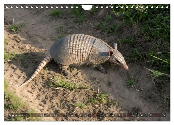 Produktbild: Zootier des Jahres 2025 - G&uuml;rteltier (Wandkalender 2026 DIN A4 quer), CALVENDO Monatskalender