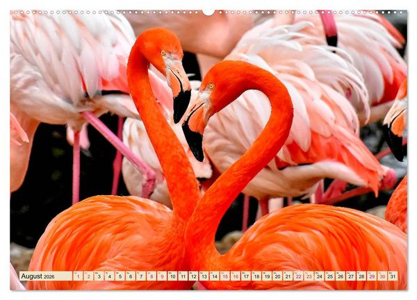 Produktbild: Flamingos - elegante Sch&ouml;nheiten (Wandkalender 2026 DIN A2 quer), CALVENDO Monatskalender