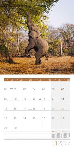 Produktbild: Elefanten Kalender 2027 - 30x30 - Art12