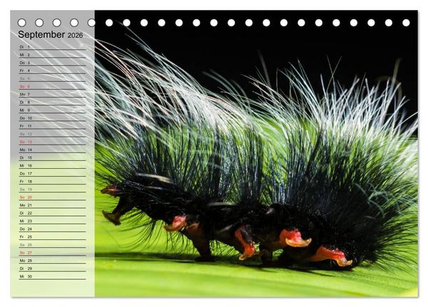 Produktbild: Die geheimnisvolle Welt der Insekten (Tischkalender 2026 DIN A5 quer), CALVENDO Monatskalender