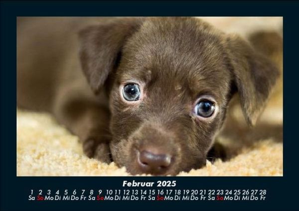 Produktbild: Der Hundekalender 2025 Fotokalender DIN A5